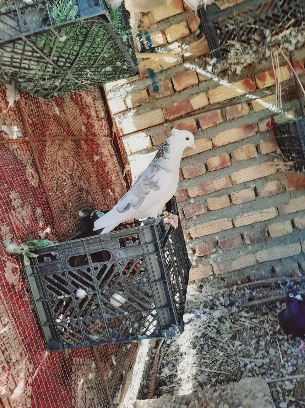 طوقی نصل دار|پرنده|سراوان, |دیوار