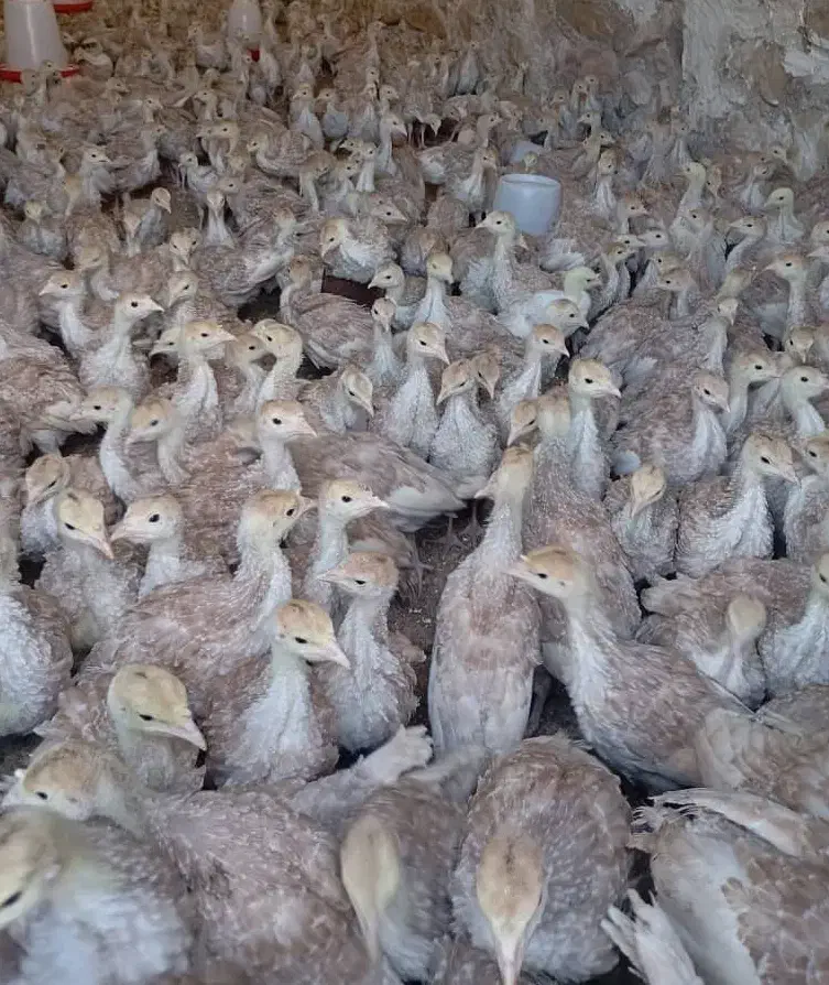 جوجه یکروزه بوقلمون بیوتی و برنز|حیوانات مزرعه|تهران, بلوار کشاورز|دیوار