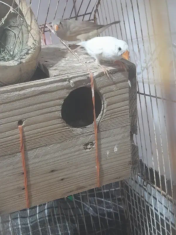 فنج|پرنده|قلعه قاضی, |دیوار