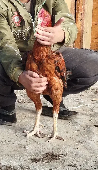 خروس لاری نصل دار|حیوانات مزرعه|رباط‌کریم, رباط‌کریم|دیوار