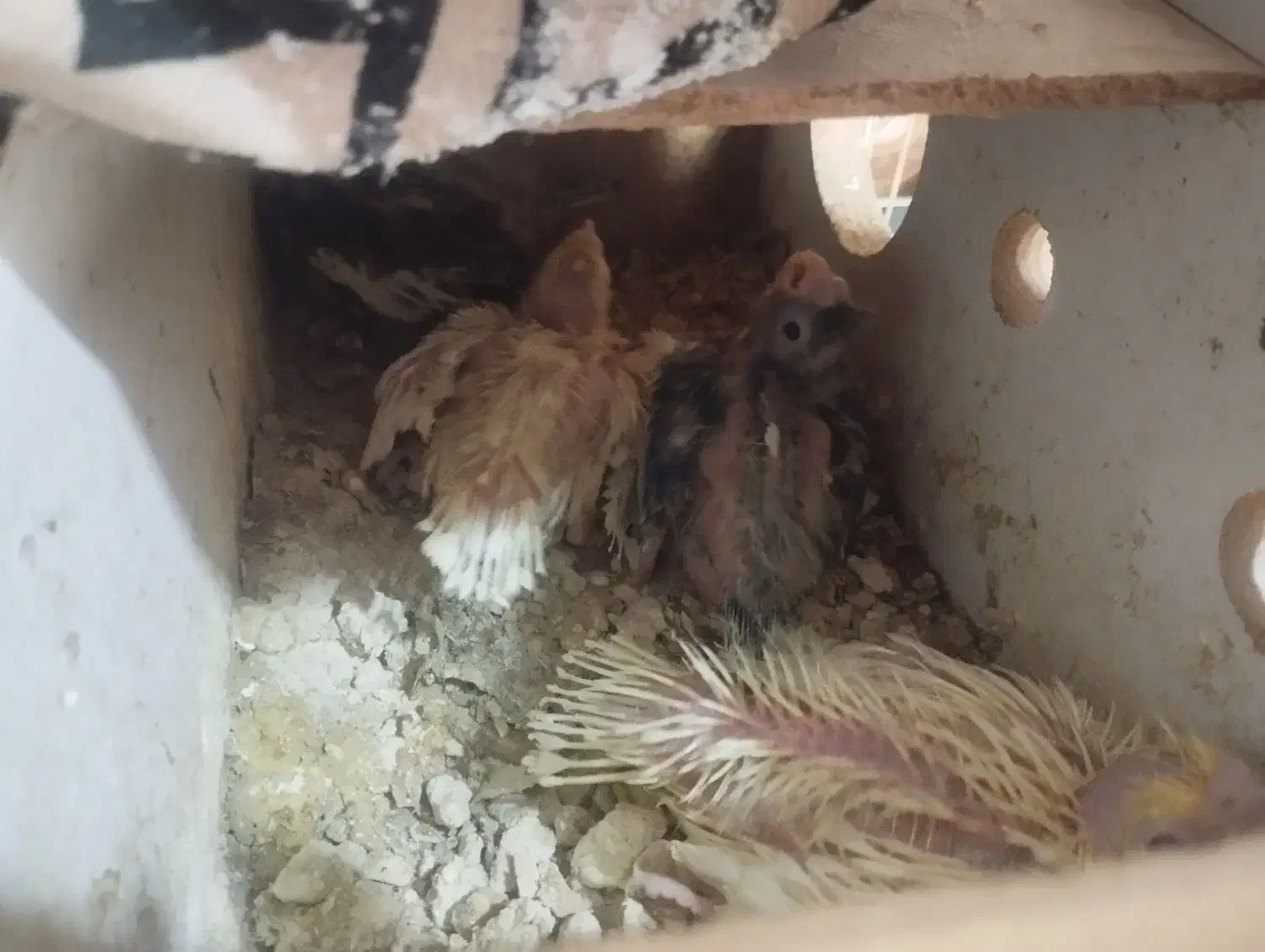 عروس هلندی|پرنده|بندر امام خمینی, |دیوار