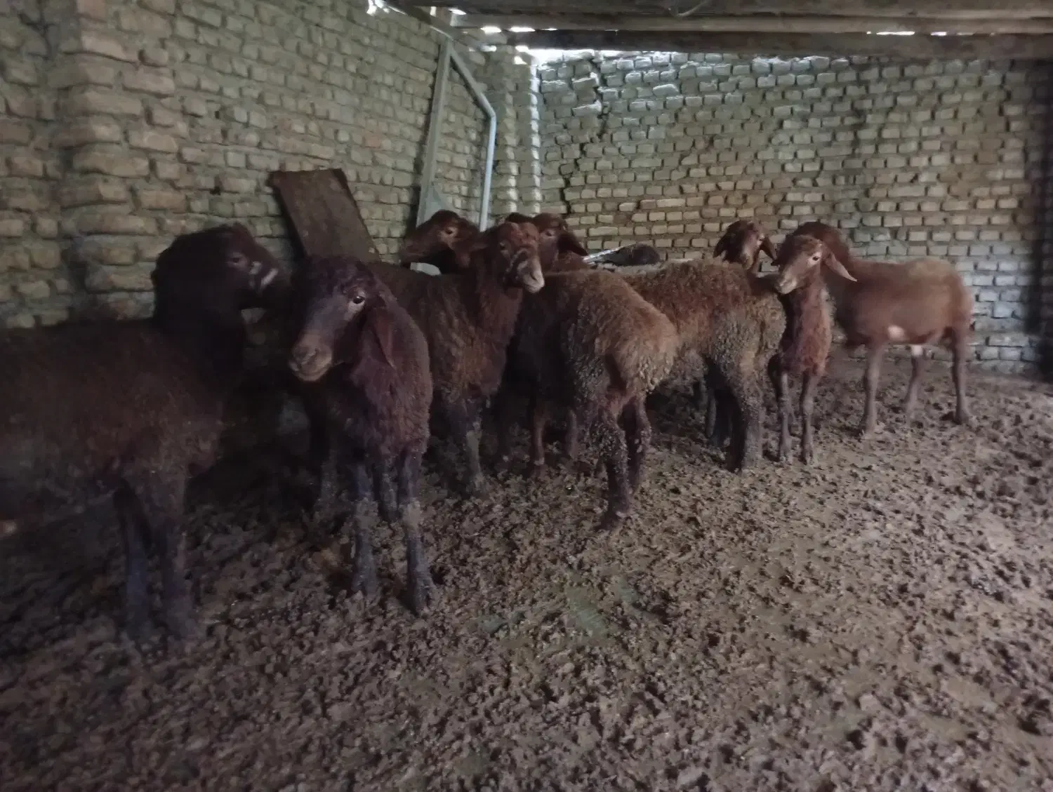 بره نر|حیوانات مزرعه|سورک, |دیوار