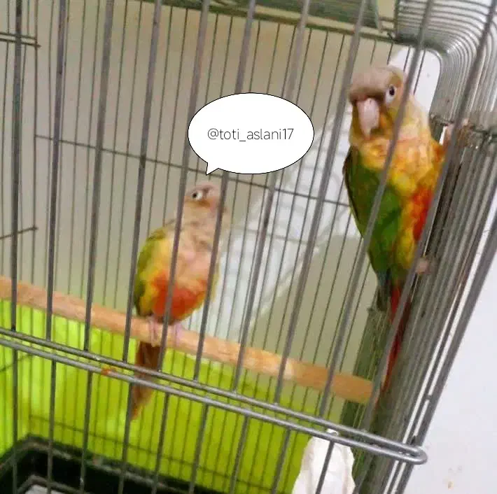 فنچ عروس هلندی گرینچیگ پرنده مرغ عشق برزیلی قناری|پرنده|صباشهر, |دیوار