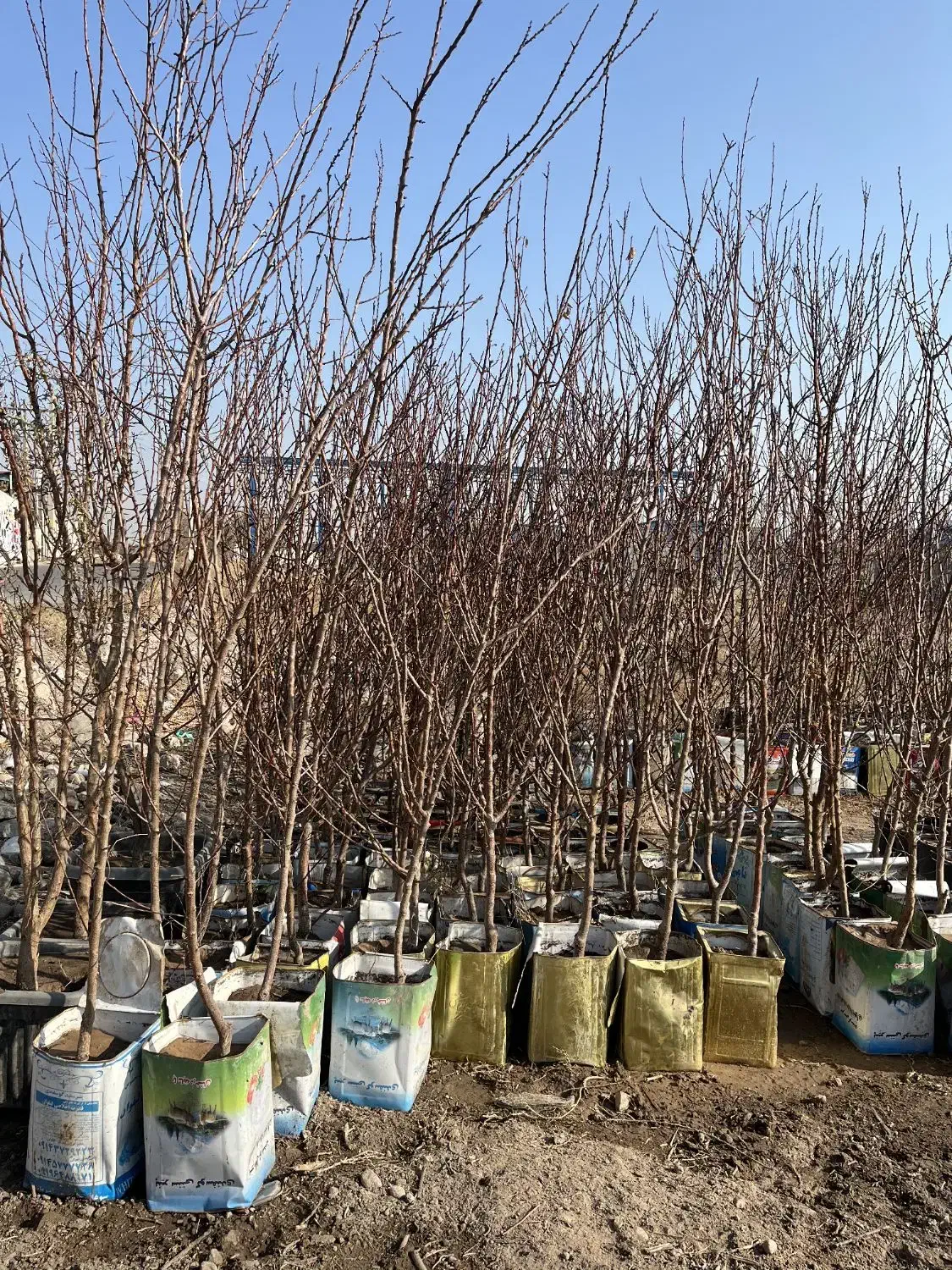 نهال هلو زردآلو بادام آذر پنجاه پسته آلوچه گردو|گل و گیاه طبیعی|تبریز, |دیوار