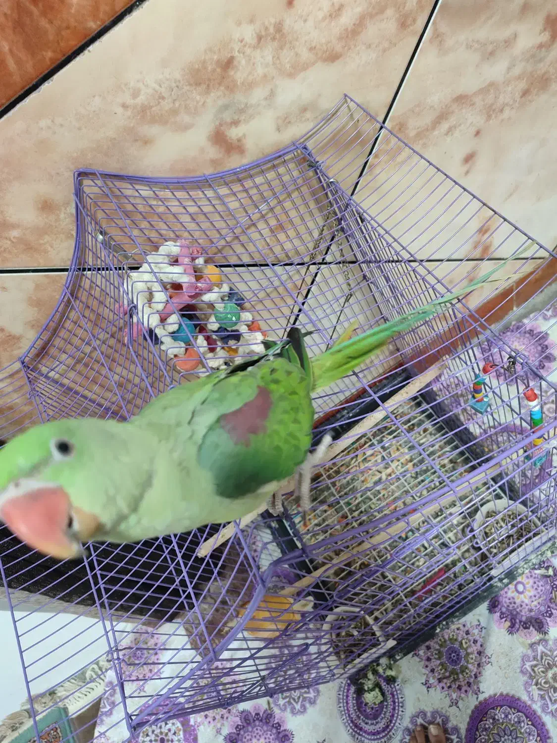 پرنده شاه طوطی|پرنده|بندرلنگه, |دیوار