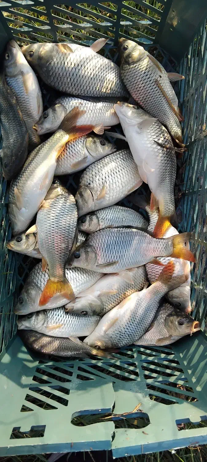 فروش بچه ماهی آمور کپور فیتوفاک و بیگهد|ماهی|ساری, |دیوار