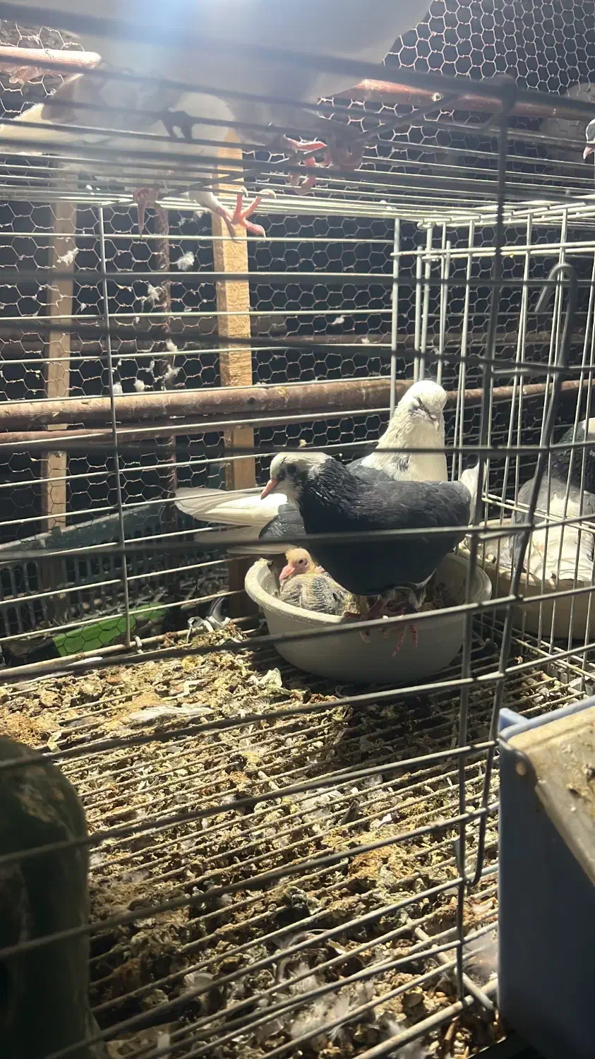 کفتر یک جایی پرشی|پرنده|مهریز, |دیوار