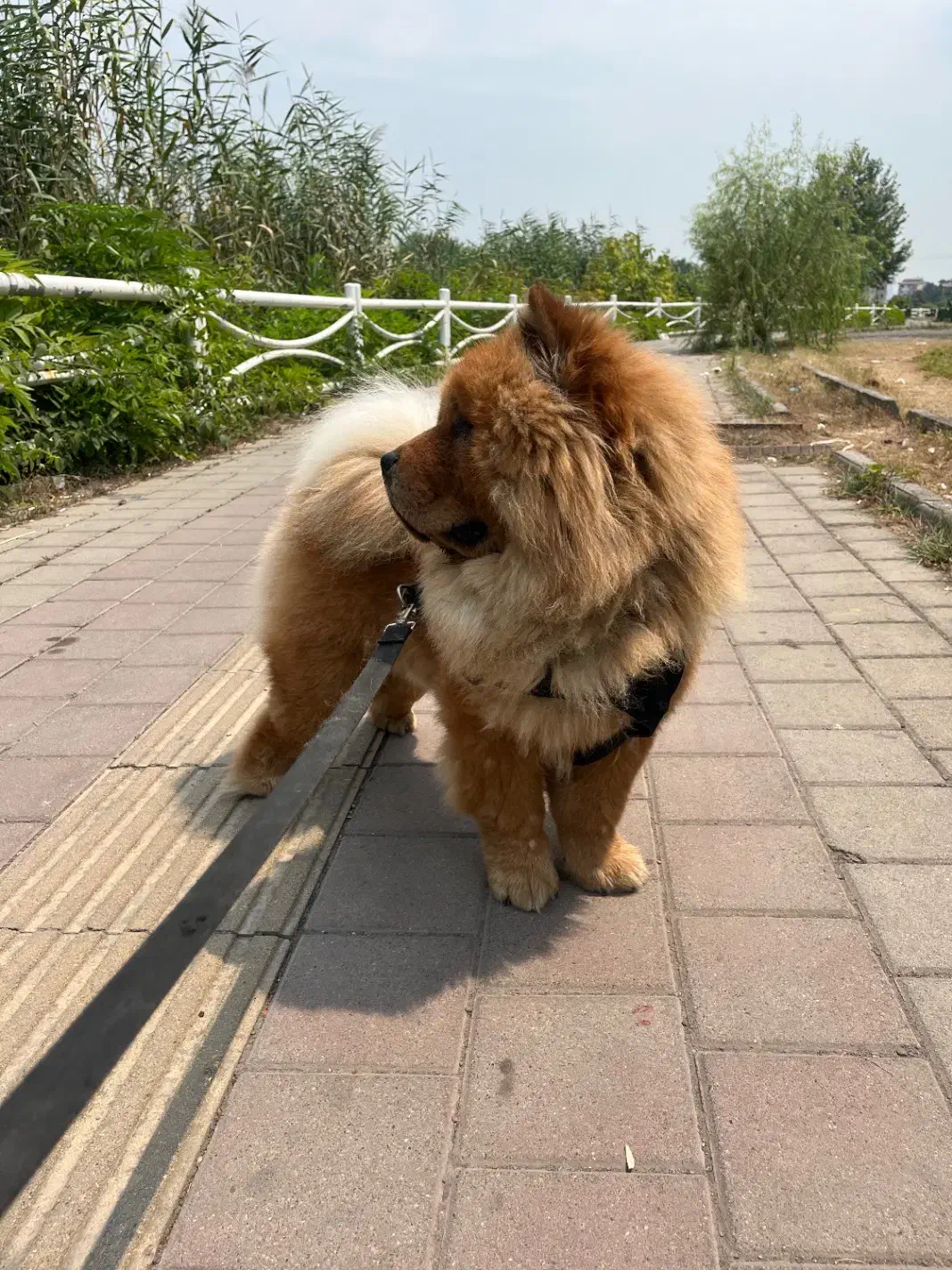 چاو چاو پرتقالی با پنچه های شاه توله|سگ|رشت, معلم|دیوار