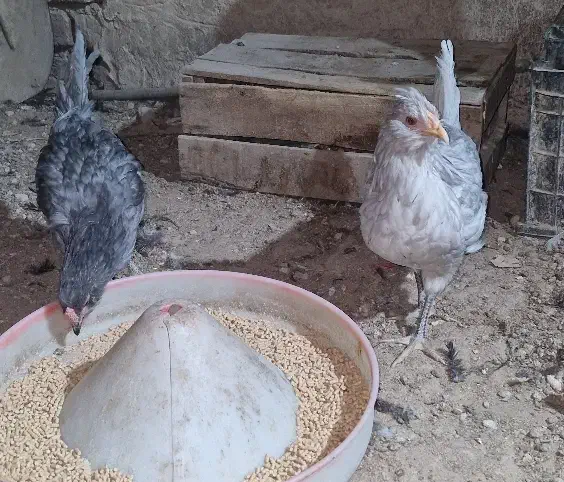 یک جفت نیمچه گلین طوسی|حیوانات مزرعه|وحیدیه, |دیوار