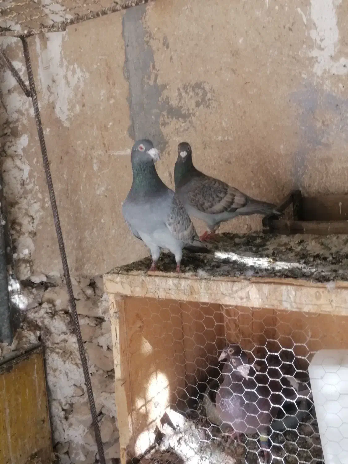 نرو ماده طاوسی|پرنده|برازجان, |دیوار