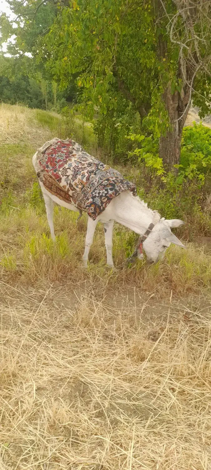 الاغ ماده|حیوانات مزرعه|سربند, |دیوار