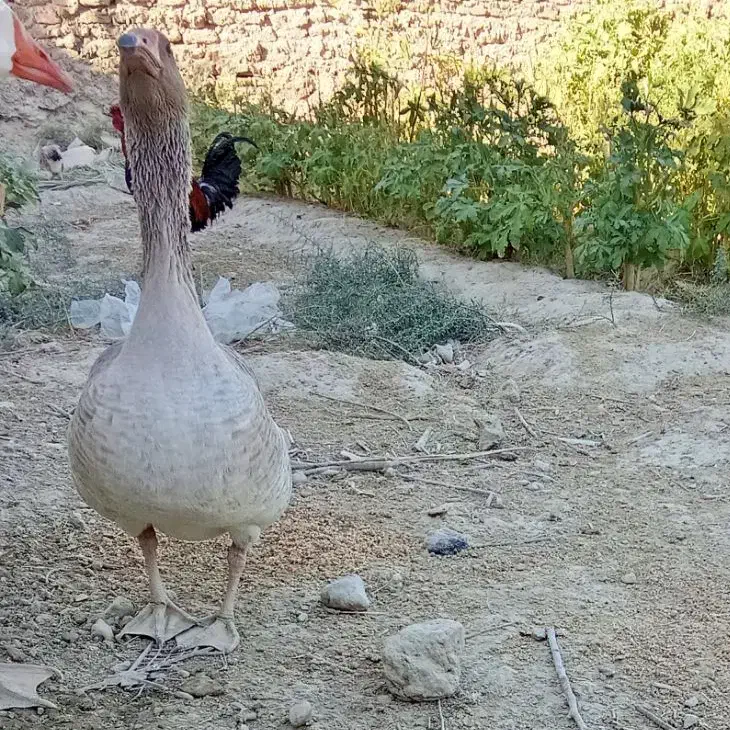 بت فروشی|حیوانات مزرعه|زهک, |دیوار