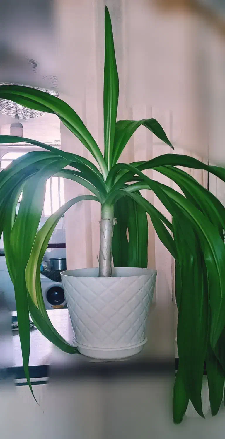 گل ذرتی|گل و گیاه طبیعی|شیراز, مسلم|دیوار