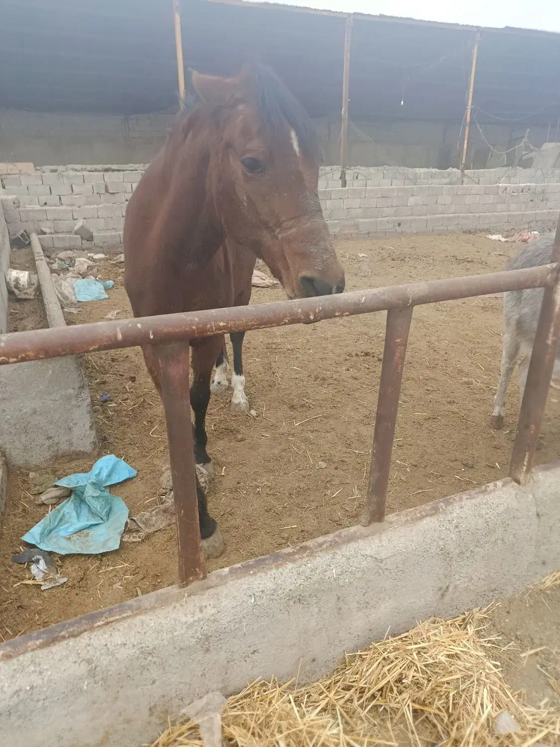 دام|حیوانات مزرعه|شهریار, حصار ساتی|دیوار