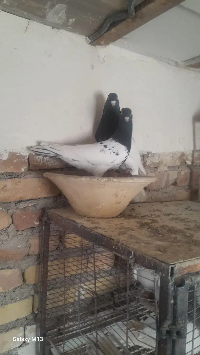 کبوتر کله سیاه|پرنده|بستان آباد, |دیوار