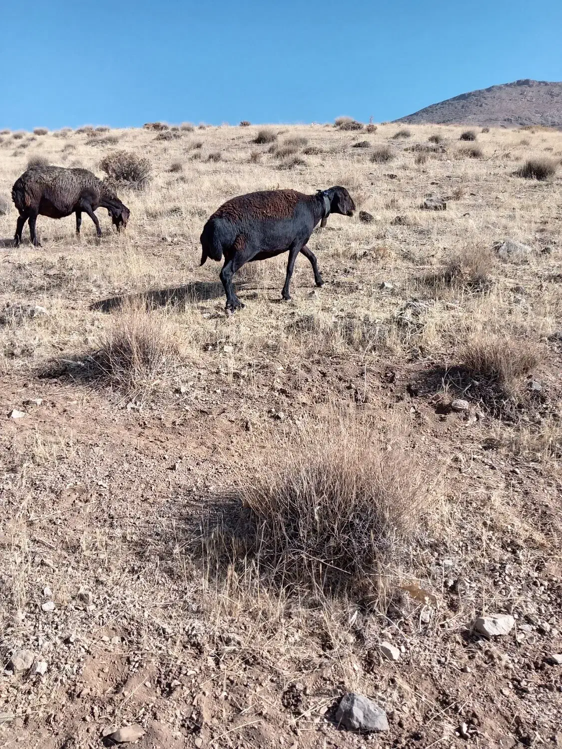 دوراس میش غزل افشار ابستن|حیوانات مزرعه|داران, |دیوار