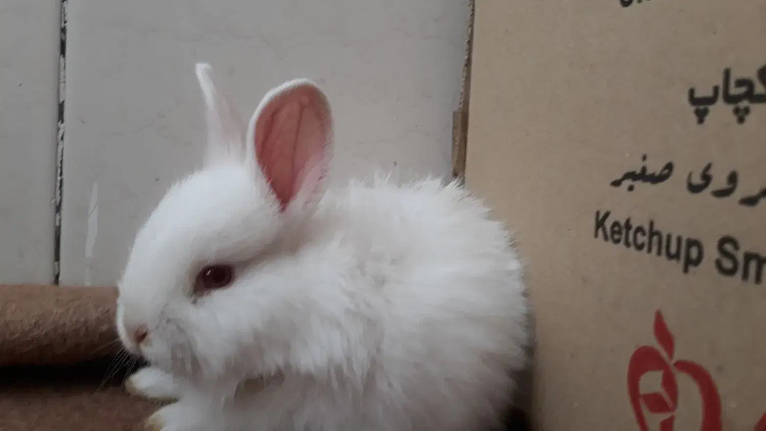 خرگوش تزیینی|موش و خرگوش|قروه, |دیوار