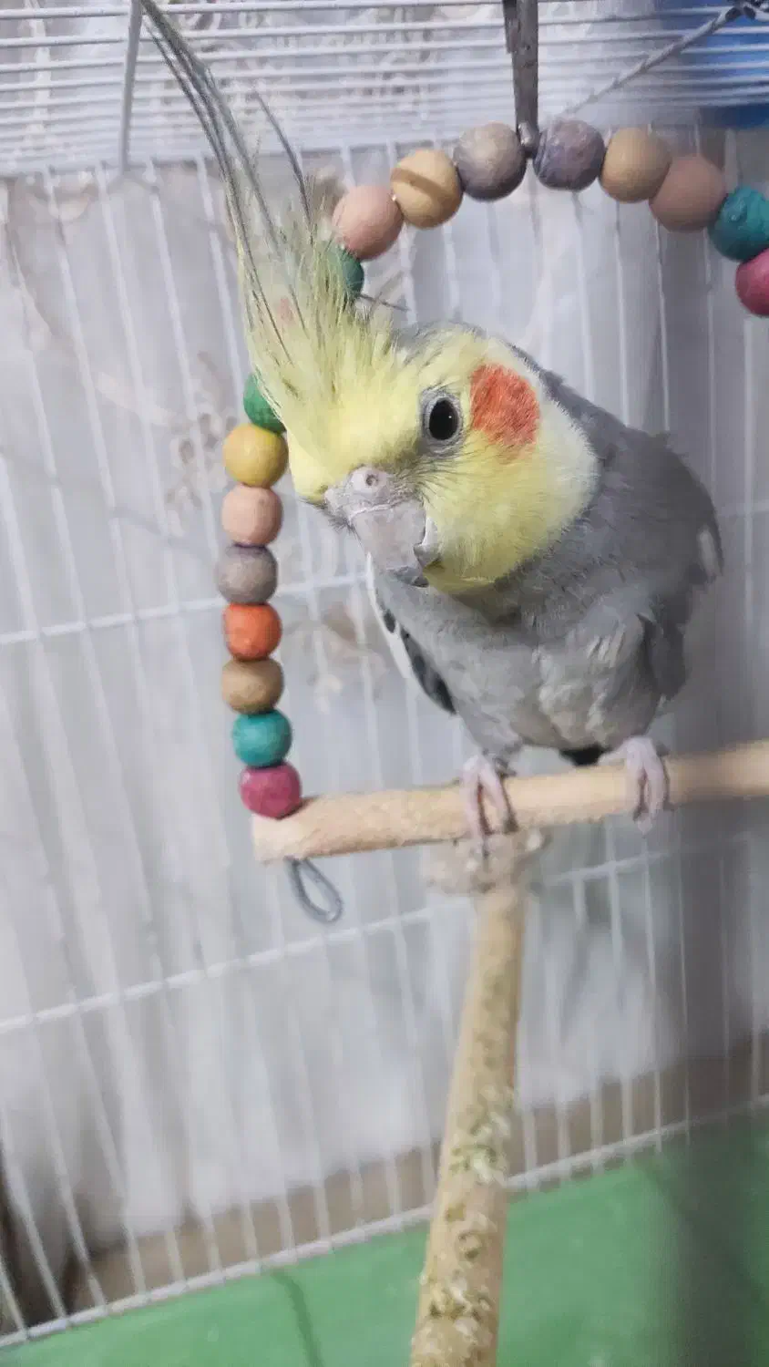 عروس هلندی کاملا دستی و سالم|پرنده|مشهد, هدایت|دیوار