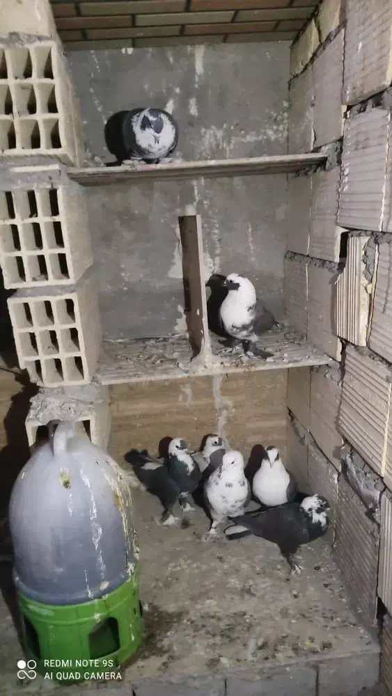 7عدد کبوتر نقش قیمت 4900|پرنده|سیرجان, |دیوار