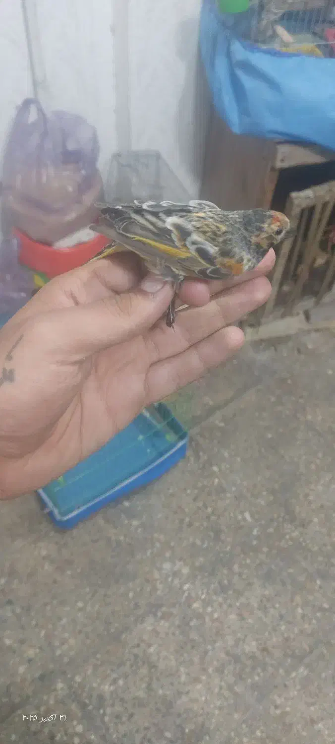 جوجه و سر|پرنده|خرم‌آباد, |دیوار