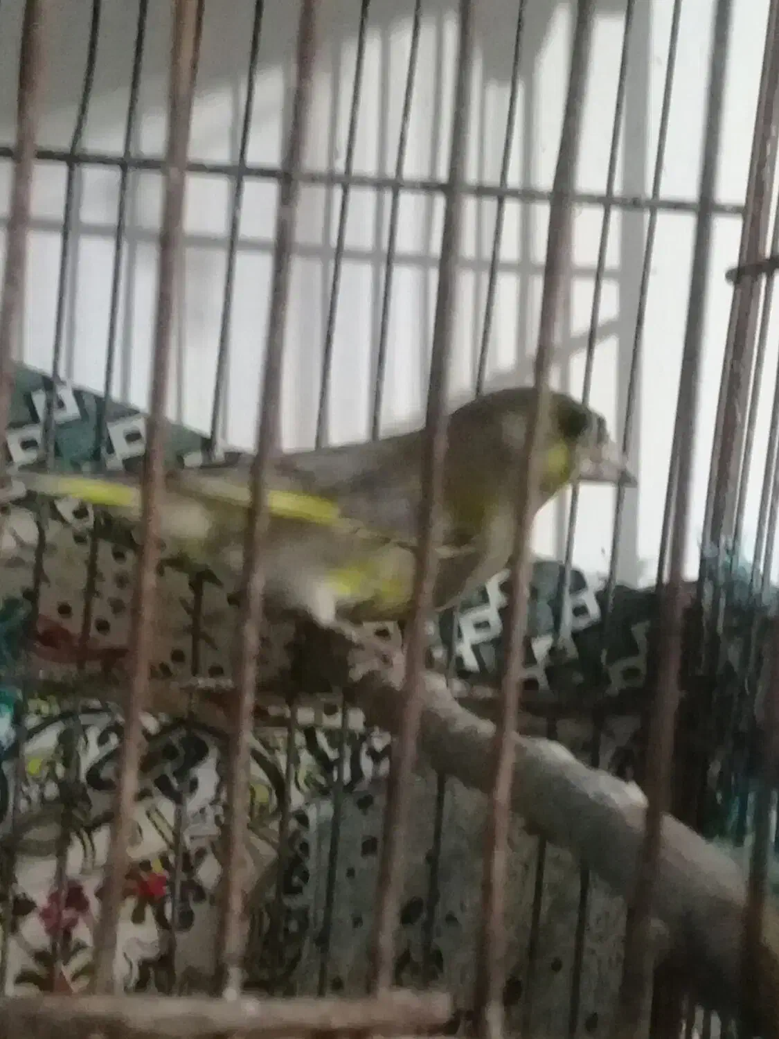 سهره|پرنده|نیشابور, بنیاد شهید|دیوار