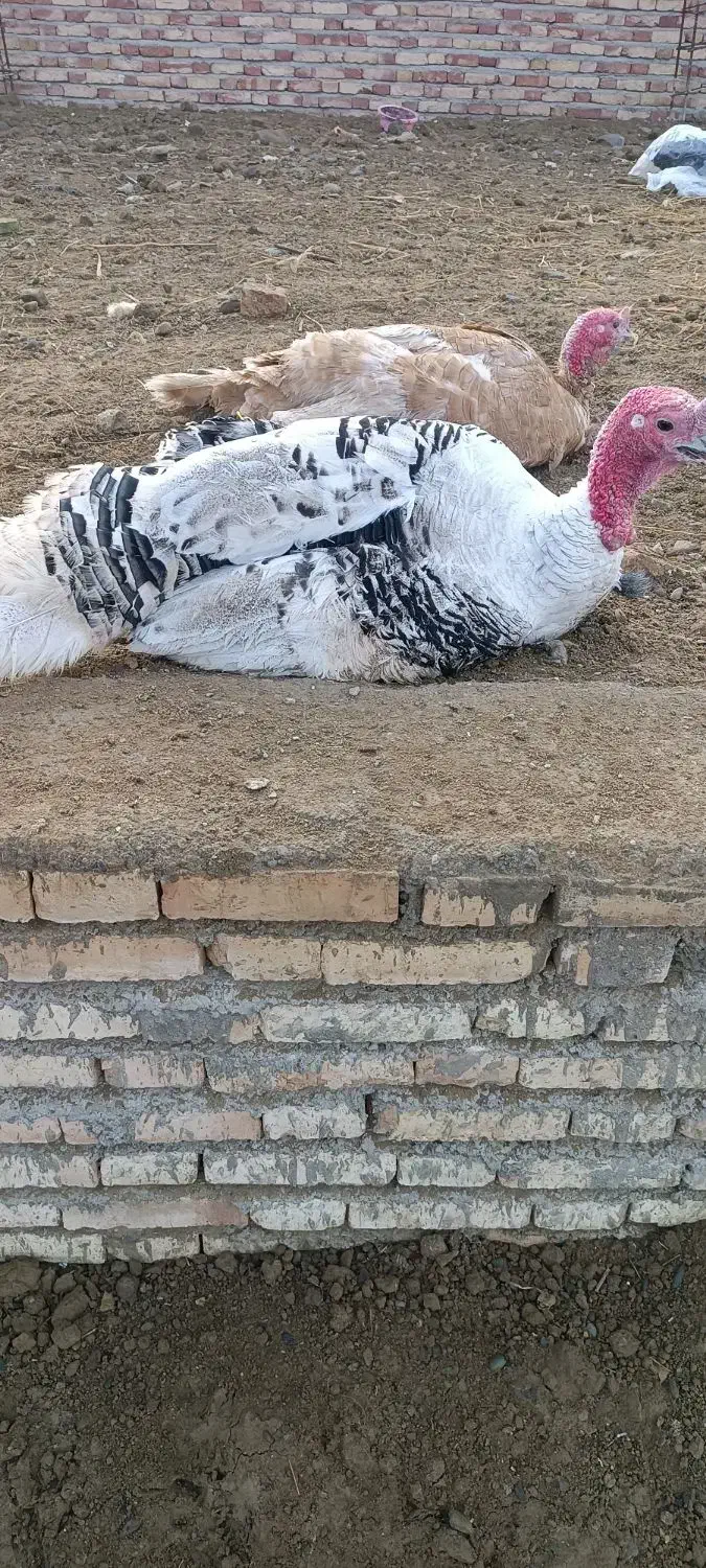 بوقلمون محلی|حیوانات مزرعه|گرمی, |دیوار