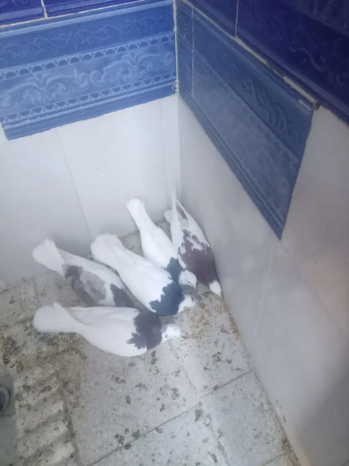 صده طوقی پنج عدد|پرنده|سبزوار, کهنه آب|دیوار