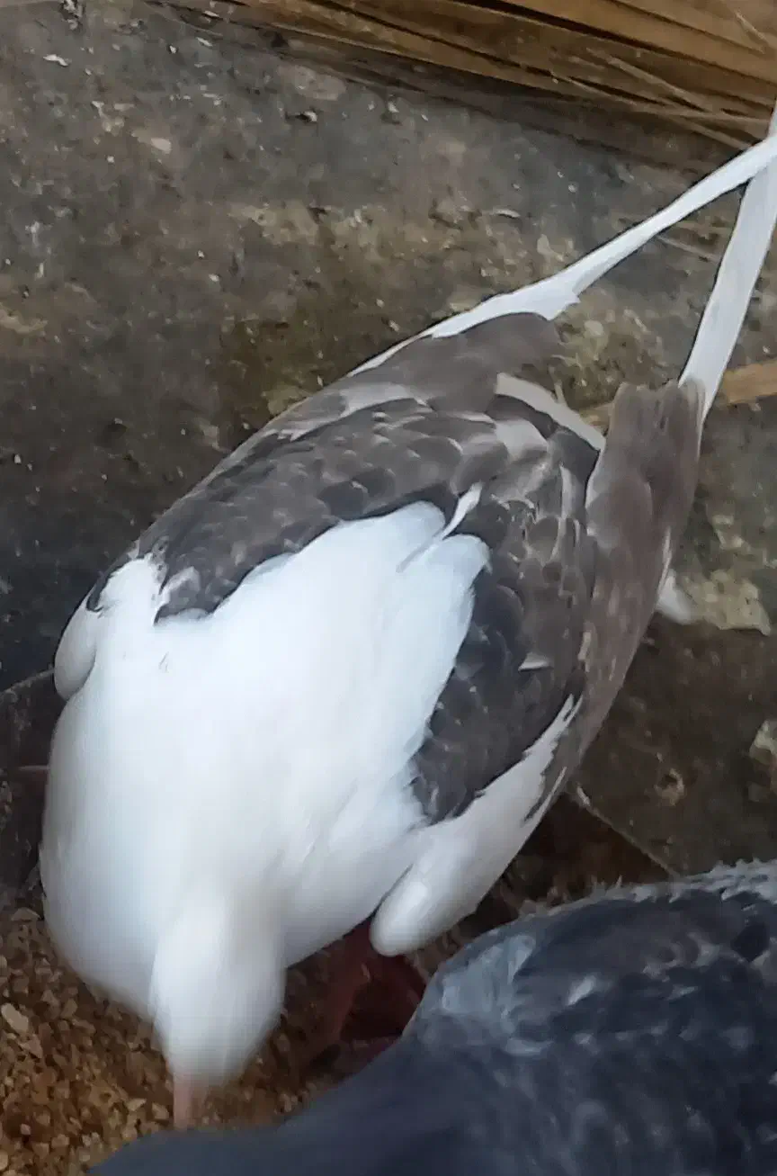 چند کبوتر|پرنده|جم, |دیوار