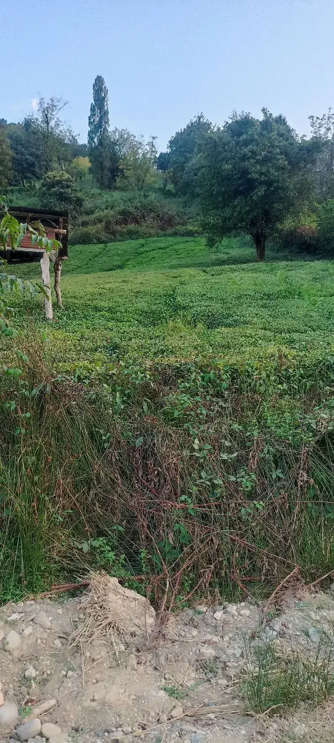 ۵۰۰متر باغچه با آب فراوان و دسترسی آسان|فروش دفتر صنعتی، کشاورزی، تجاری|اسلام‌شهر, بهرام آباد|دیوار