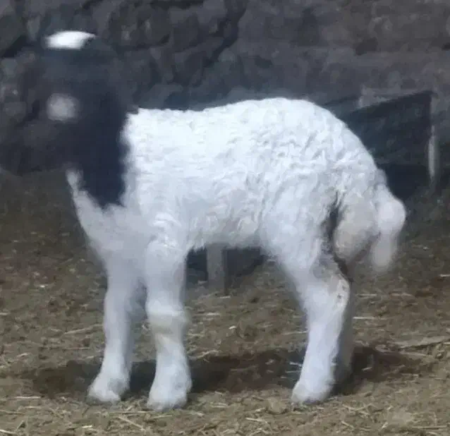 میش گوسفند بره|حیوانات مزرعه|سیروان, |دیوار