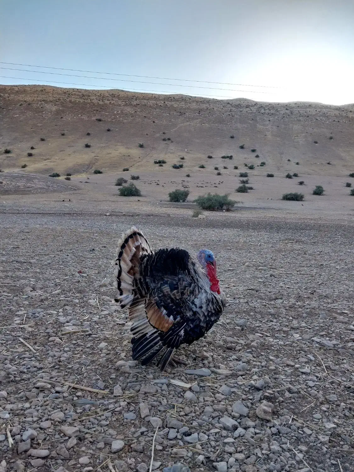 بوقلمون|حیوانات مزرعه|بولی, |دیوار