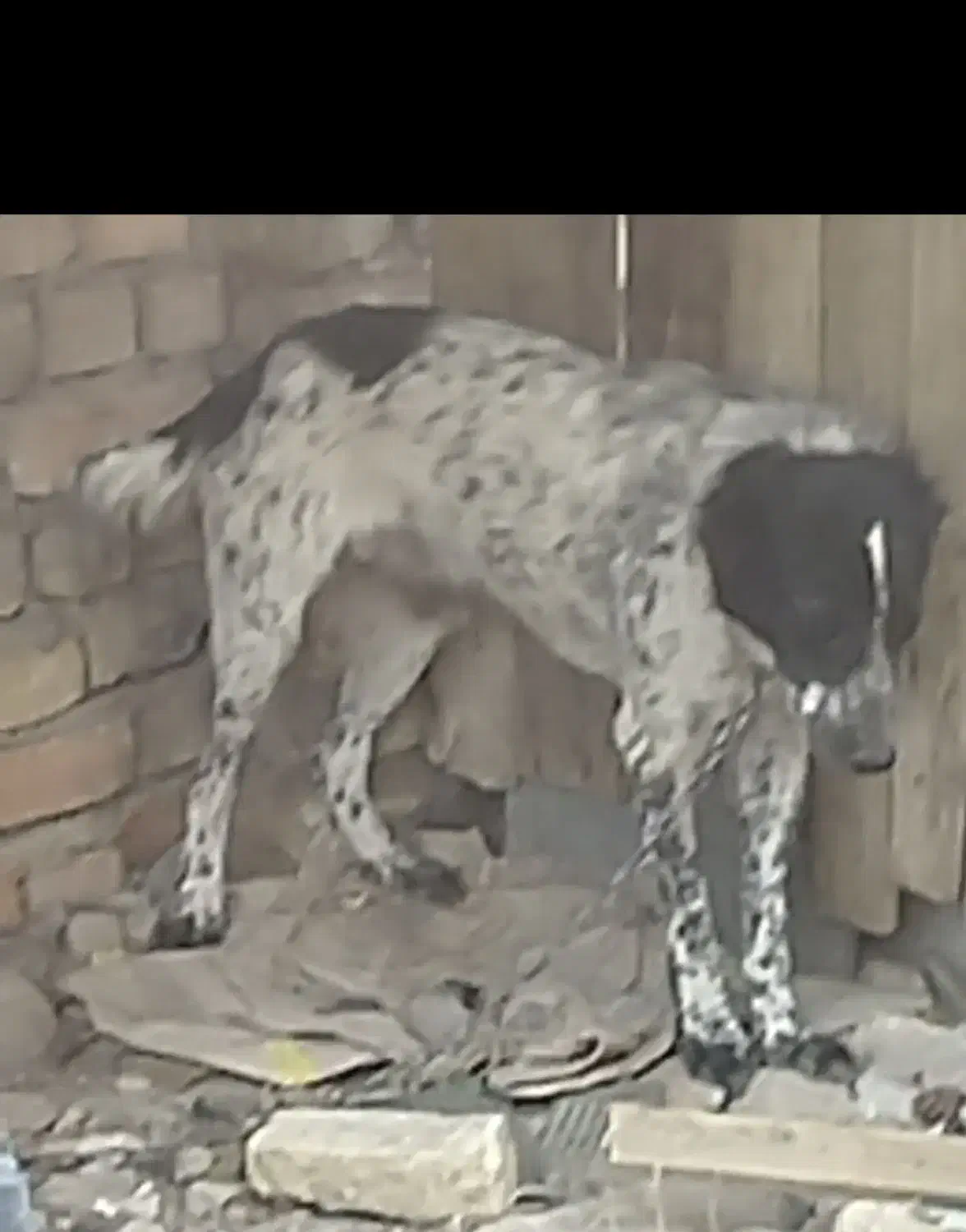 سگ قدرجونی|حیوانات|مبارکه, |دیوار