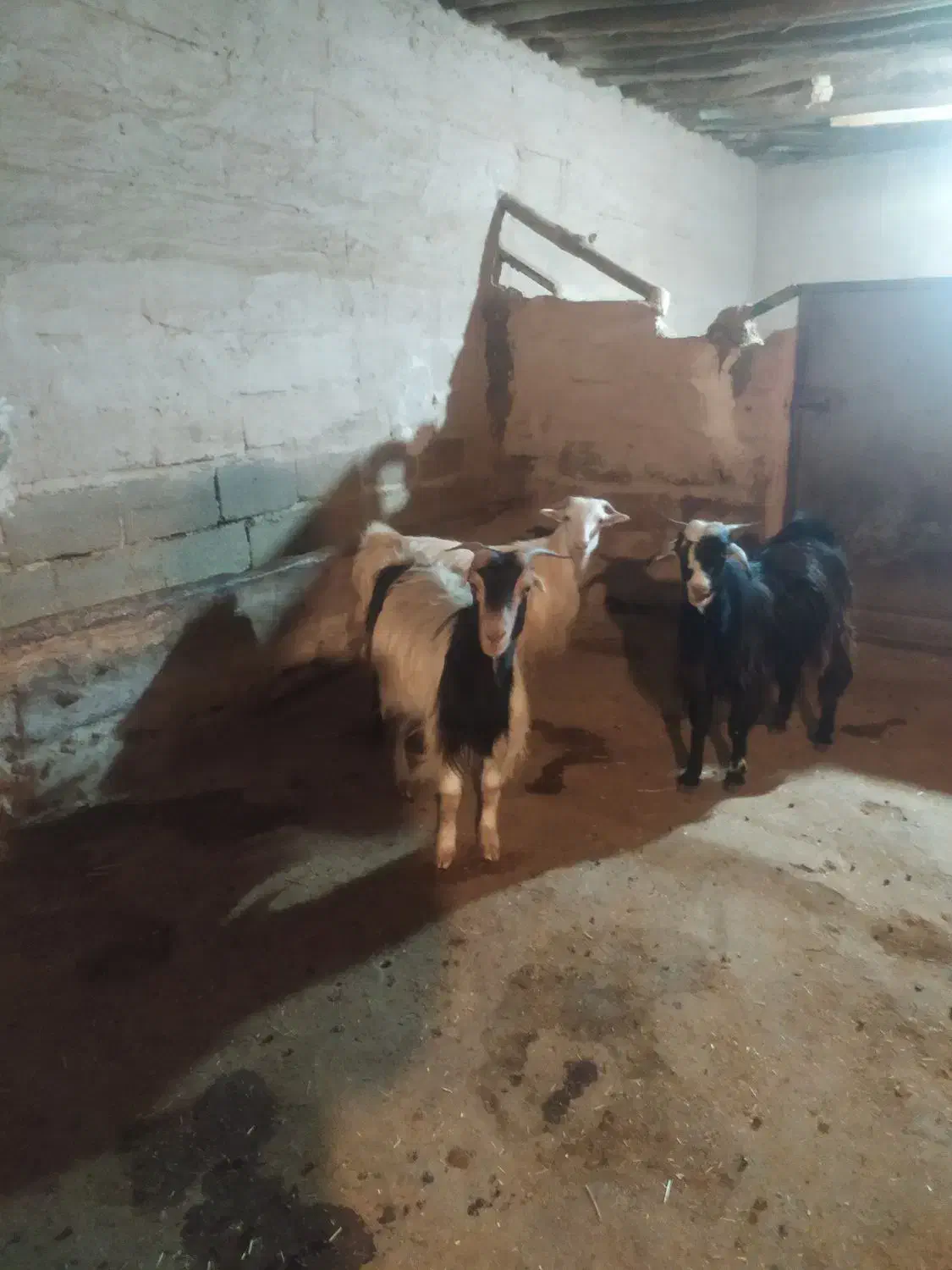 سه راس بز داشتی و مالچه،درجه یک برای داشت|حیوانات مزرعه|حمیل, |دیوار