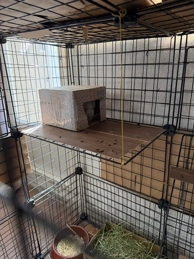 چینچیلا|لوازم جانبی حیوانات|تهران, صادقیه|دیوار