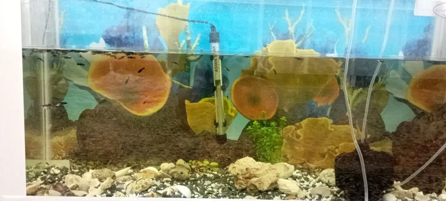 آکواریوم|ماهی|رفسنجان, |دیوار