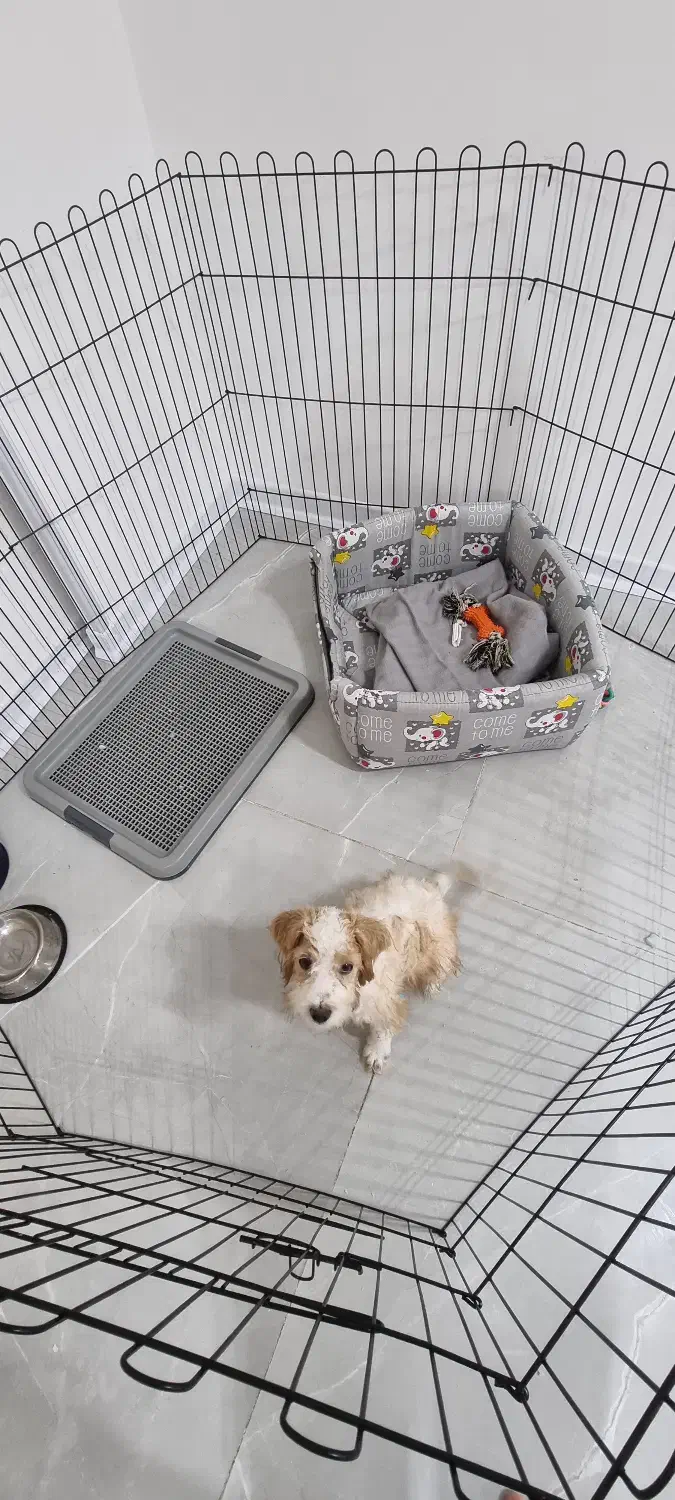 فروش توله پودل|سگ|شیراز, سفیرشمالی|دیوار