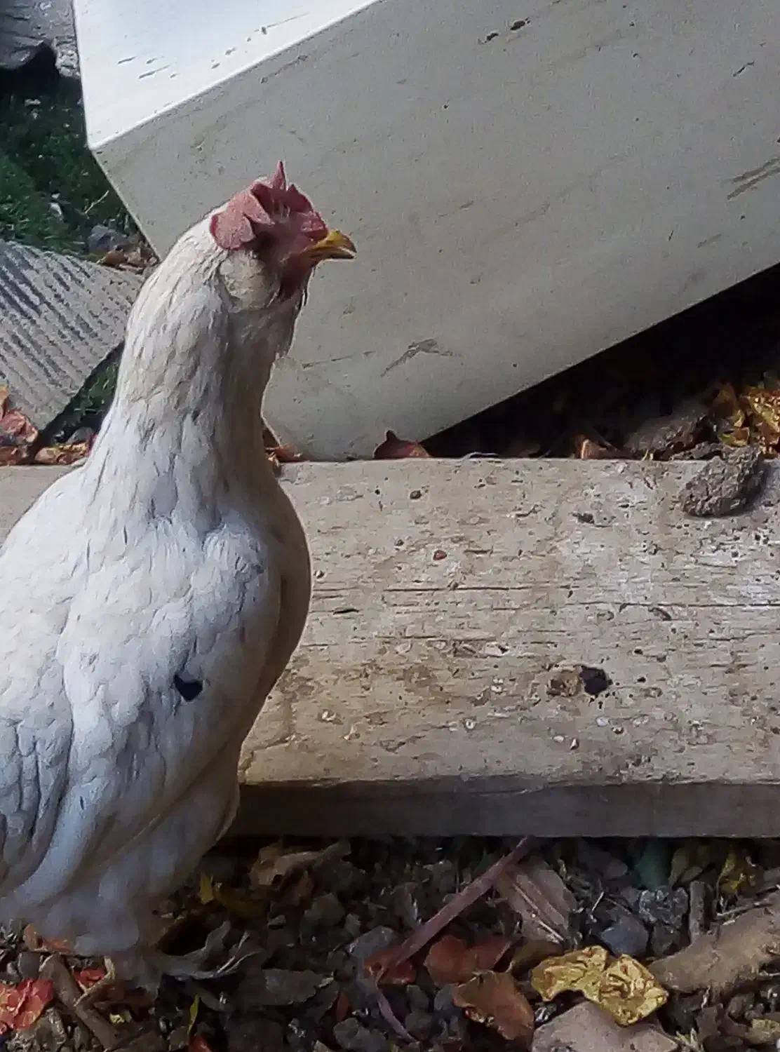 مرغ محلی تخم گذار|حیوانات مزرعه|قرچک, مهدیه|دیوار