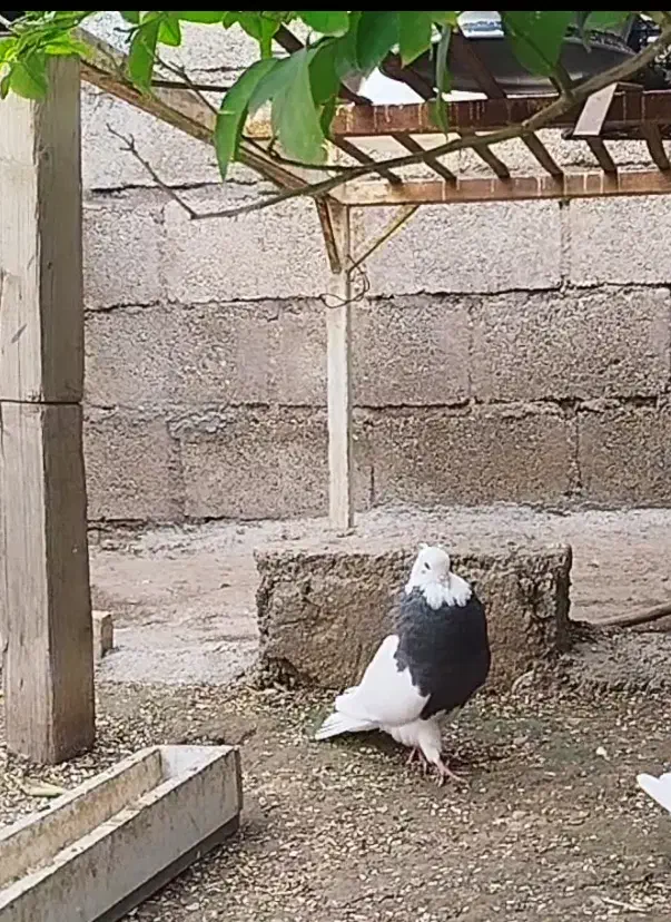 سرکه ای خفت|حیوانات|دزفول, |دیوار