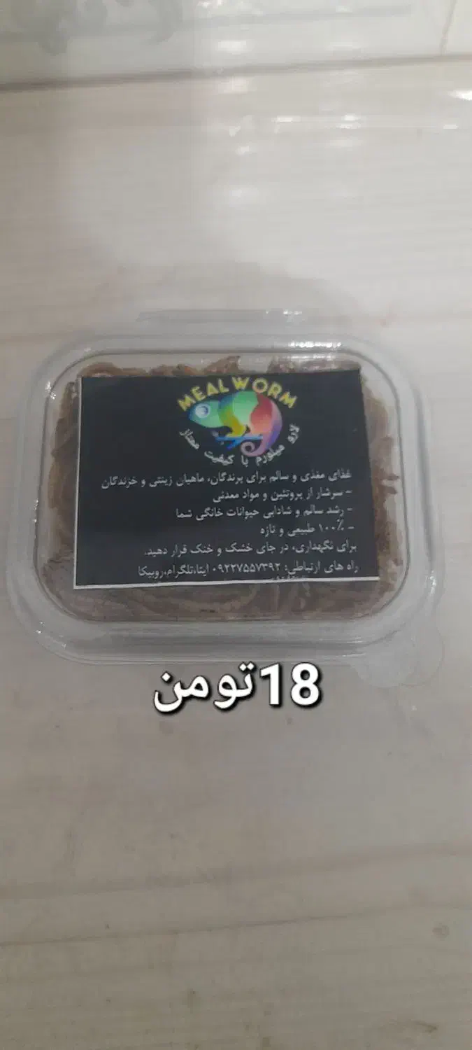 میلورم ممتاز خشک و زنده|خزنده|بیرجند, |دیوار