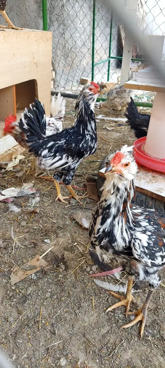 خروس گلین|حیوانات مزرعه|شاهین‌شهر, گرگاب|دیوار