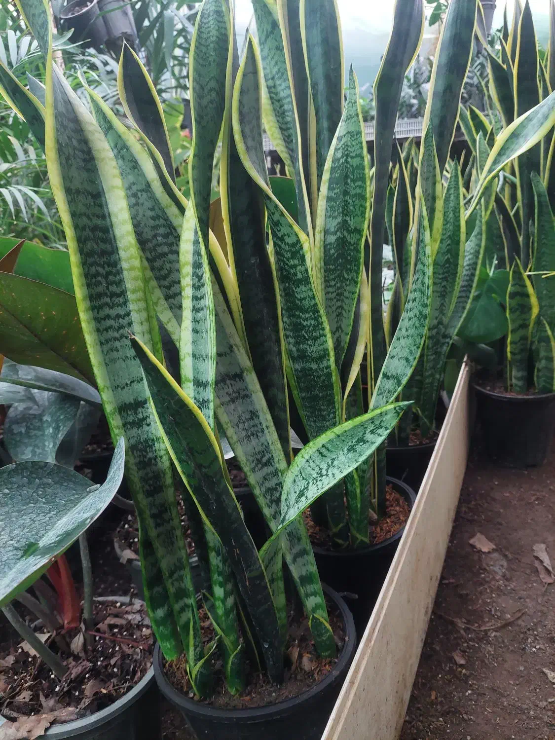 معاوضه بذز نارنج با گلهای آپارتمانی|گل و گیاه طبیعی|شلمان, |دیوار