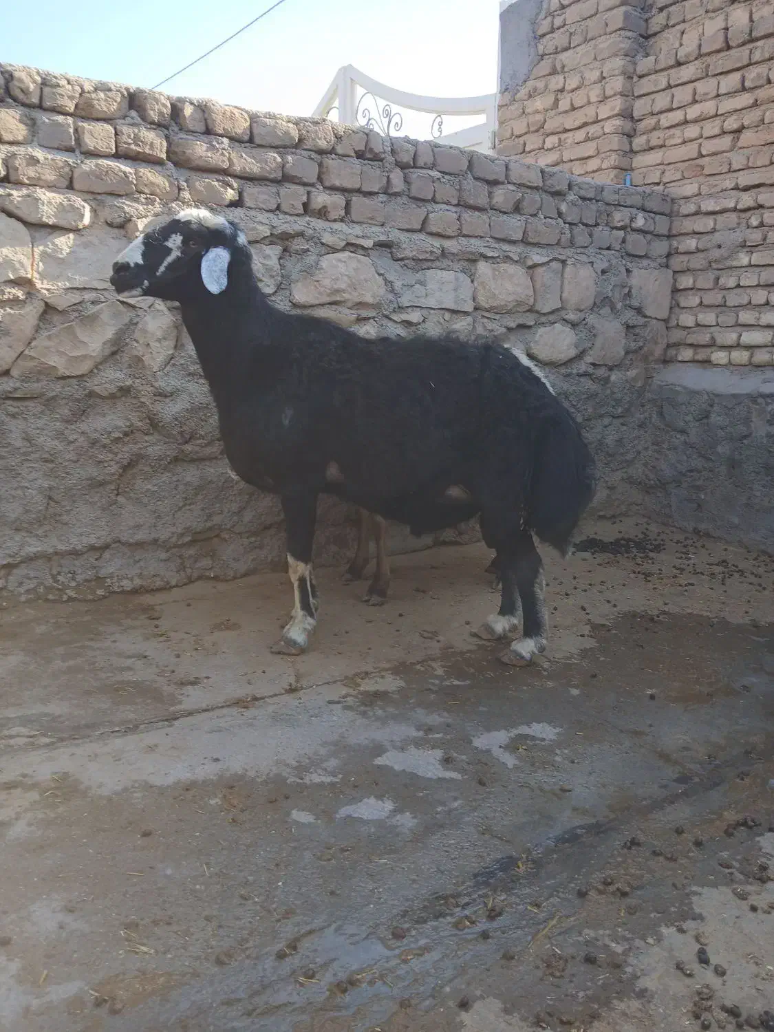 یک راس قوچ|حیوانات مزرعه|طرهان, |دیوار