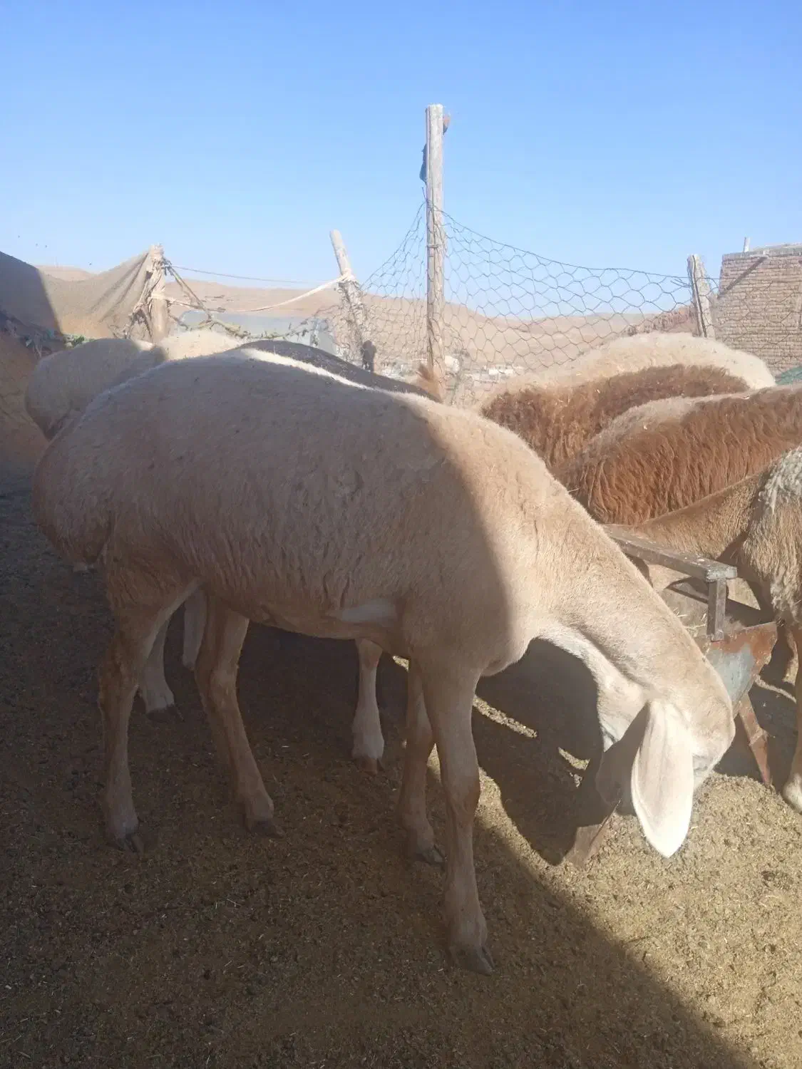 بره ماده چینی قندوزی|حیوانات مزرعه|کرمانشاه, |دیوار