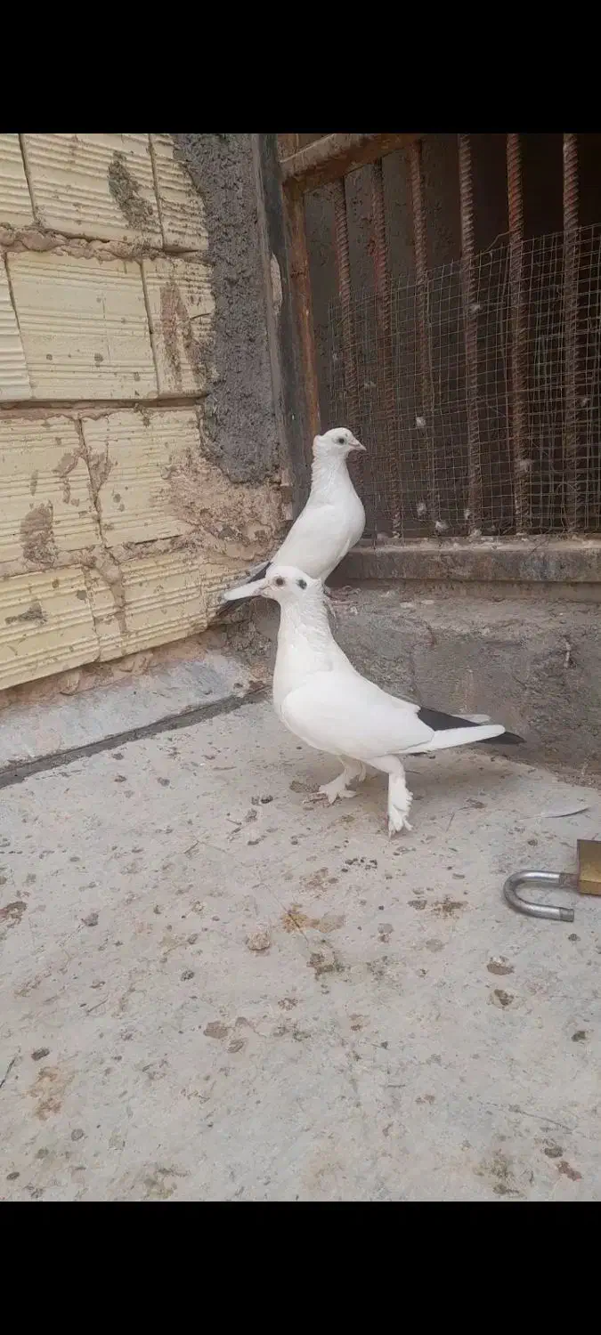 دم سیاه کلاهی و کوسه عتیقه|پرنده|کرمان, |دیوار