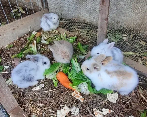 بچه خرگوش لوپ|موش و خرگوش|تولم شهر, |دیوار