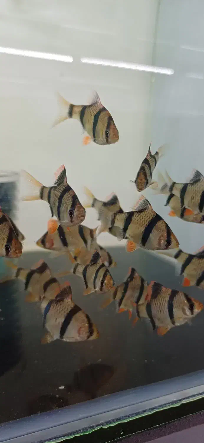 انواع ماهی.عمده و خرده|ماهی|هشتگرد, شهرک اقدسیه|دیوار