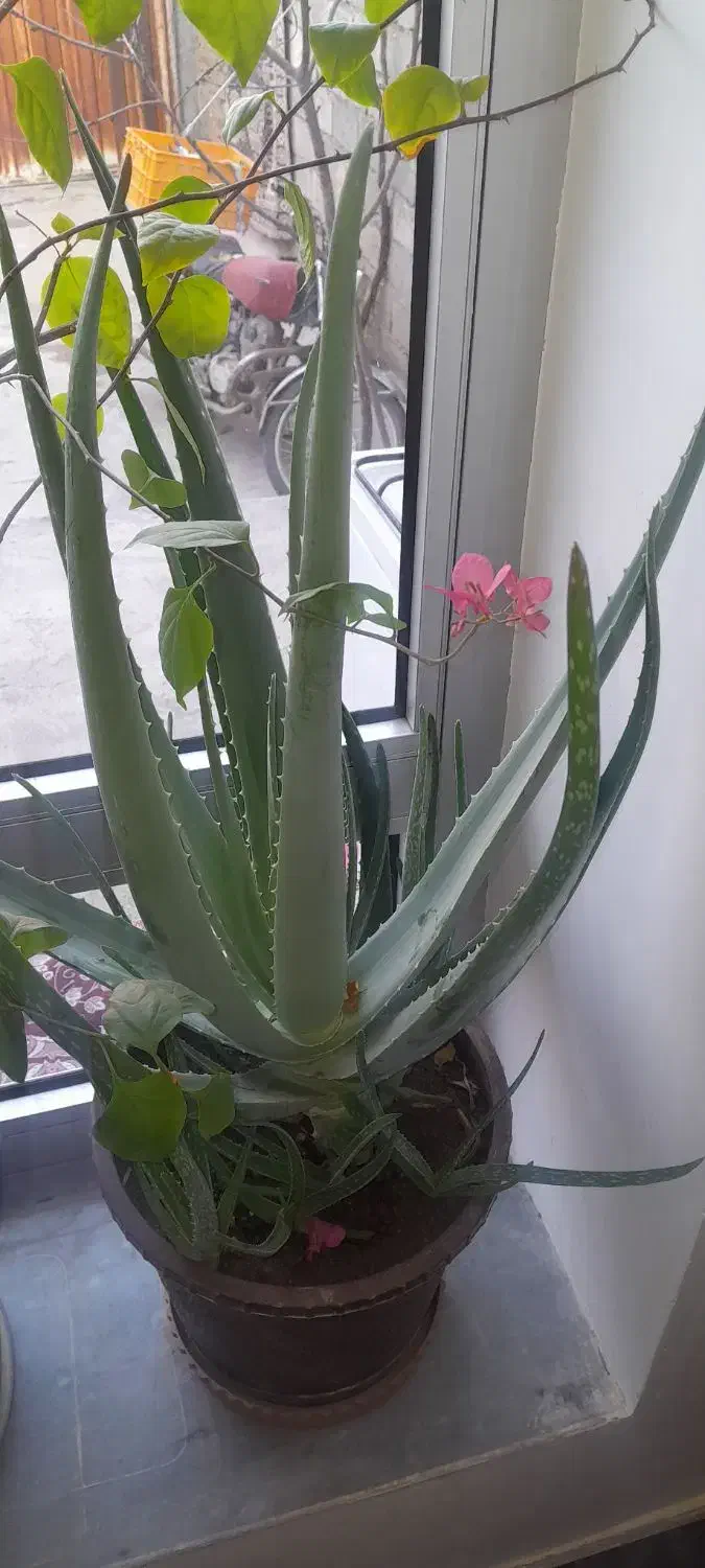 گل الورا|گل و گیاه طبیعی|یامچی, |دیوار