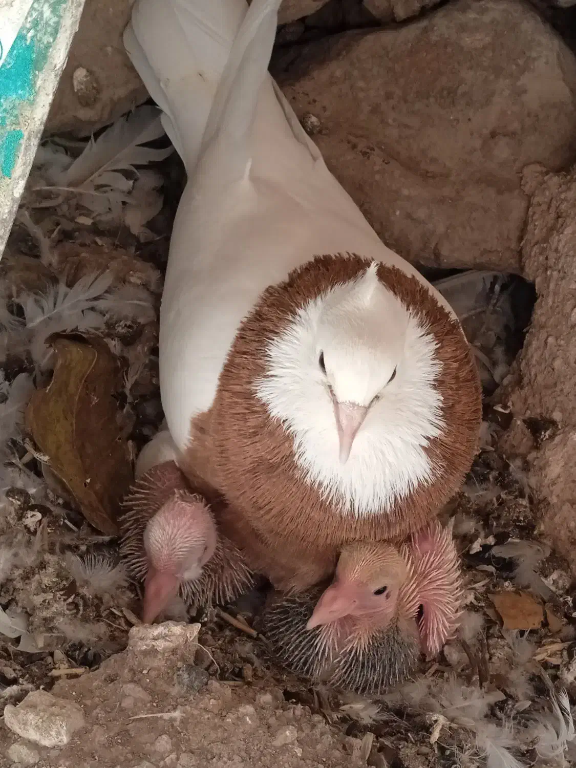 طوقی سرخ خال مشکی|پرنده|سمیرم, |دیوار