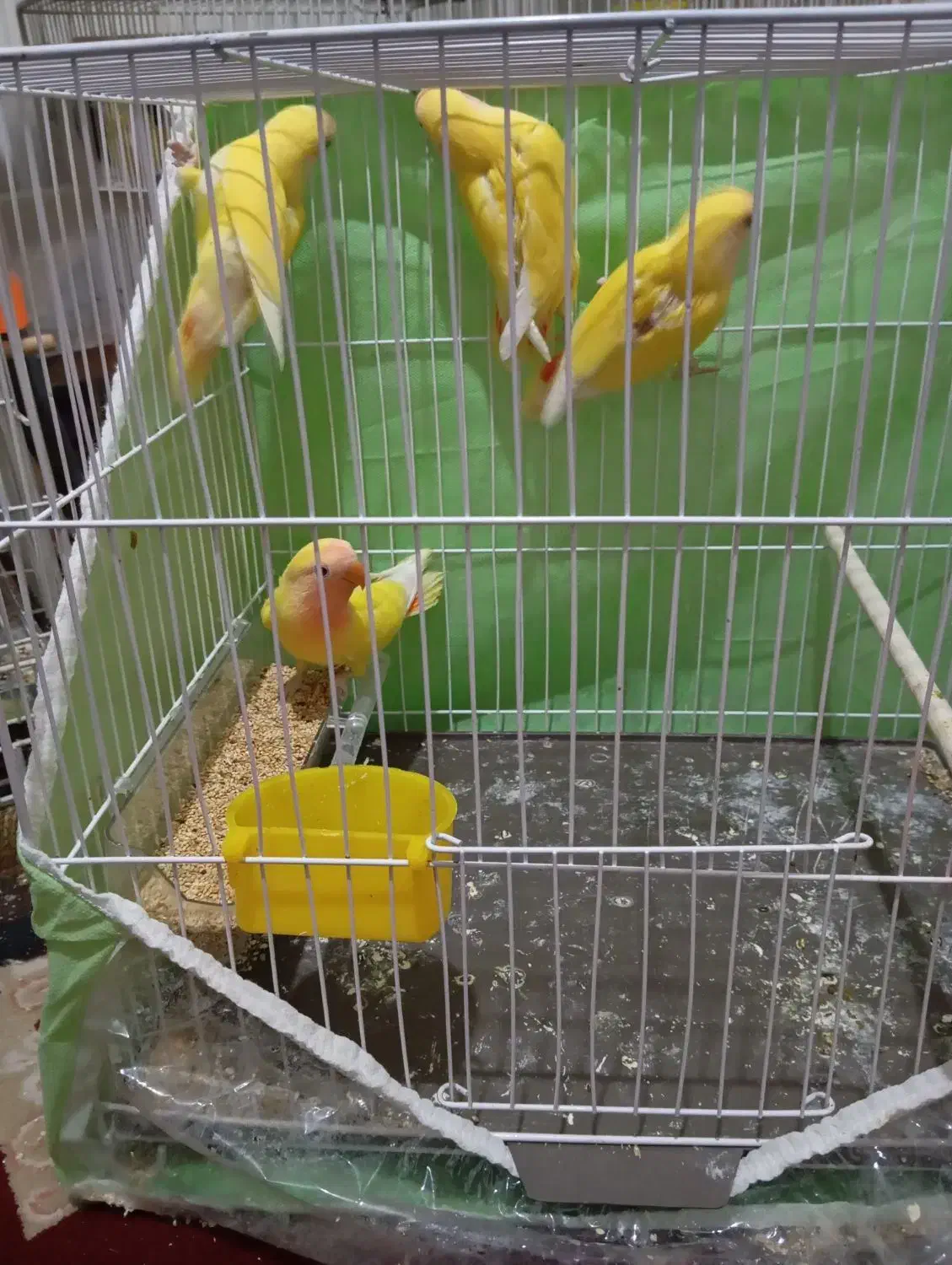 عروسکوتولهجوجه|پرنده|گلبهار, شهر جدید گلبهار|دیوار