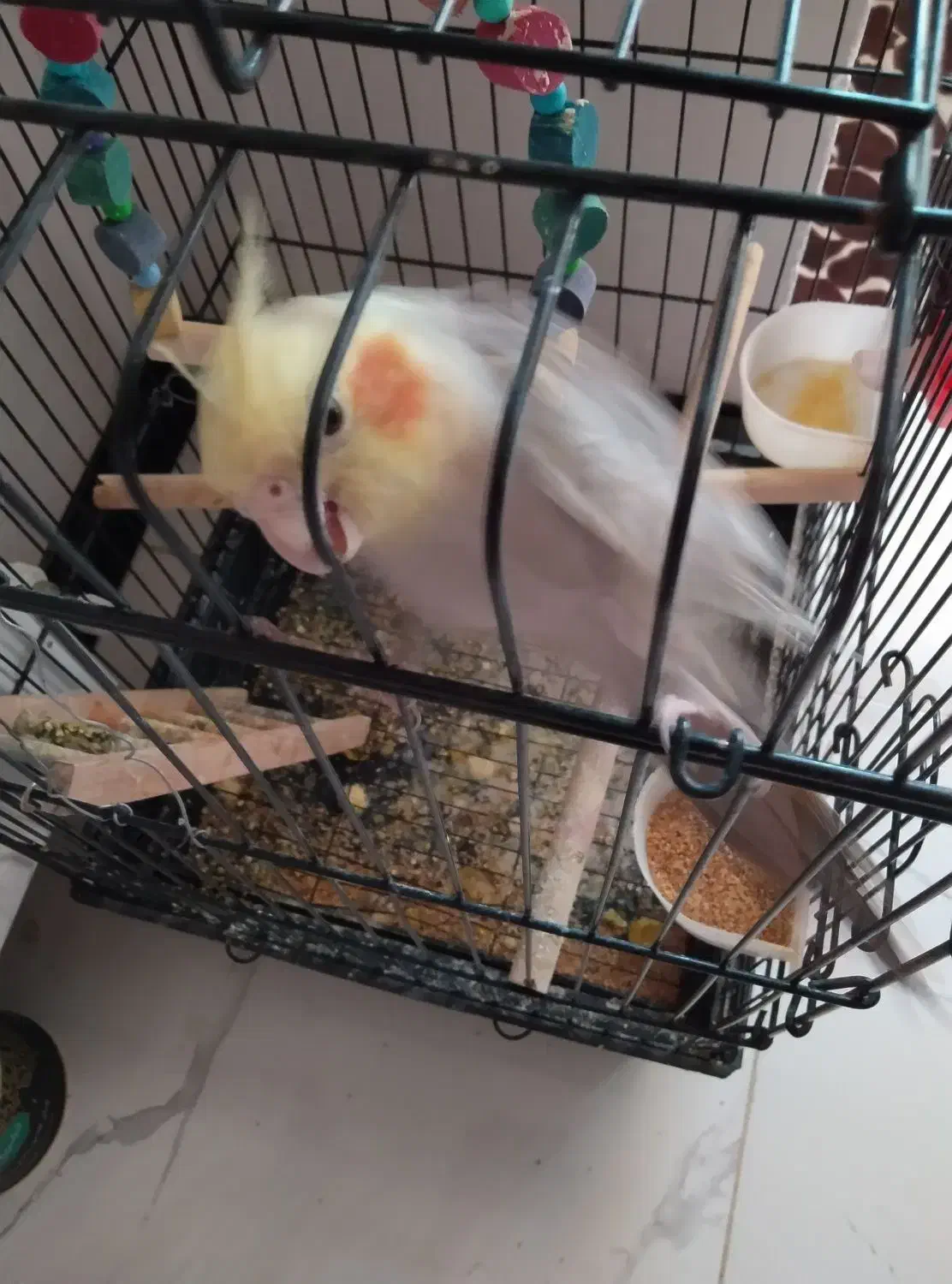 عروس هلندی نرسخنگو با قفس وسایل|پرنده|قدس, شهر‌قدس|دیوار